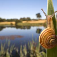 Brown Lipped Snail wideangle 